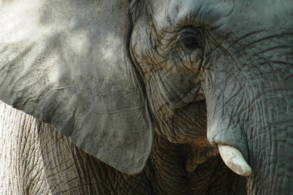 L’elefante morto in India è davvero stato ucciso? article-post
