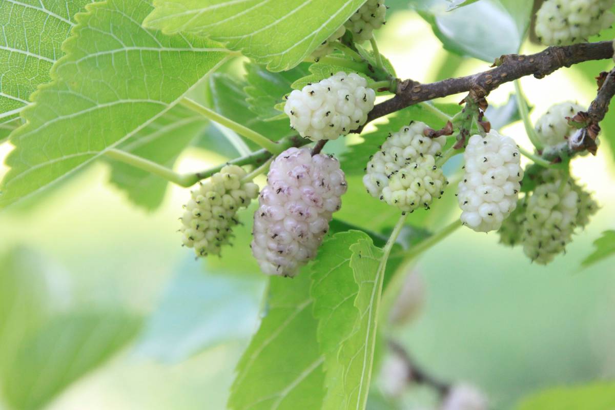 Il gelso bianco e i suoi benefici: proprietà antiossidanti, immunostimolanti e diuretiche article-post
