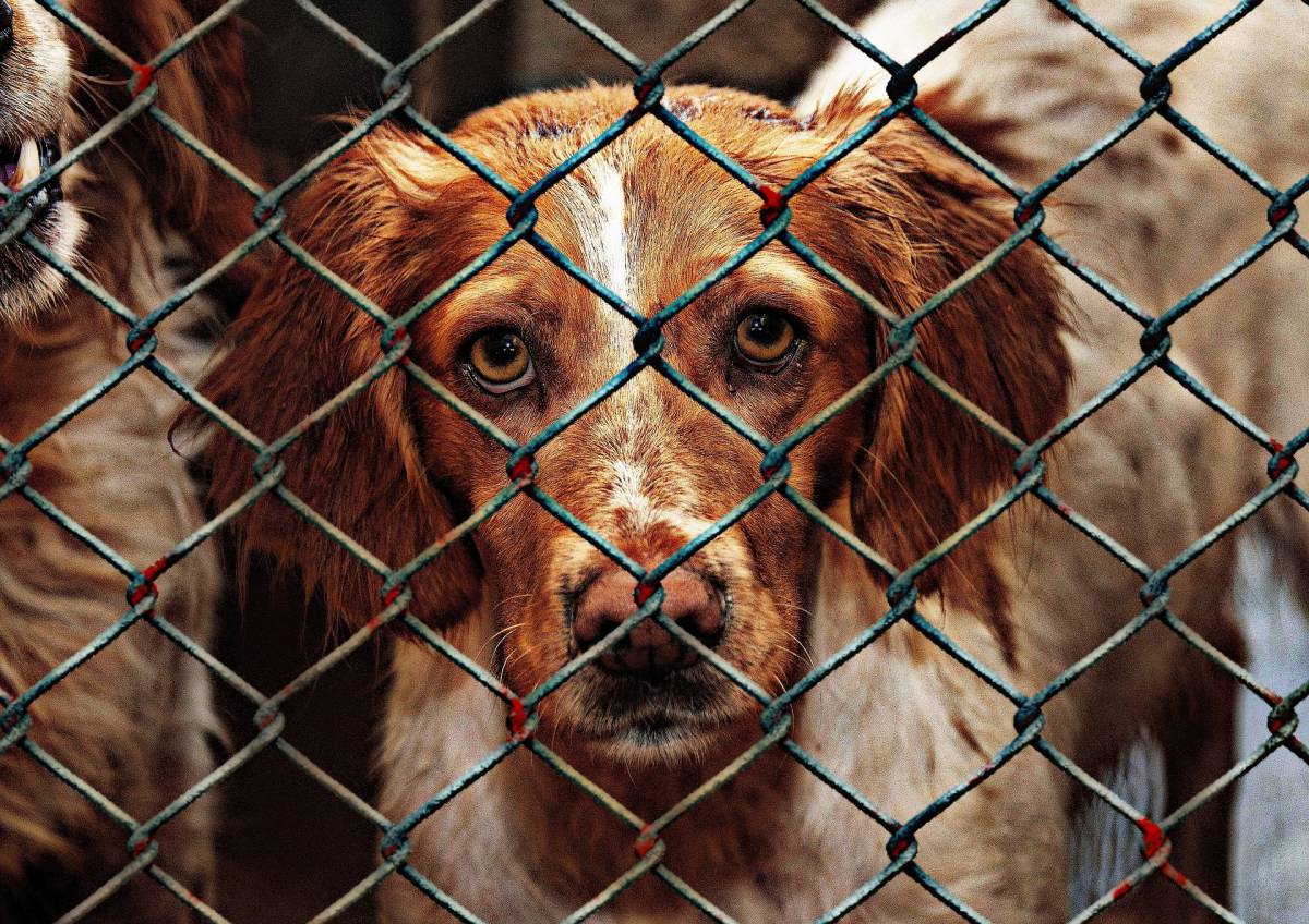 Festival di Yulin: cos’è questo evento dove i cani vengono macellati article-post