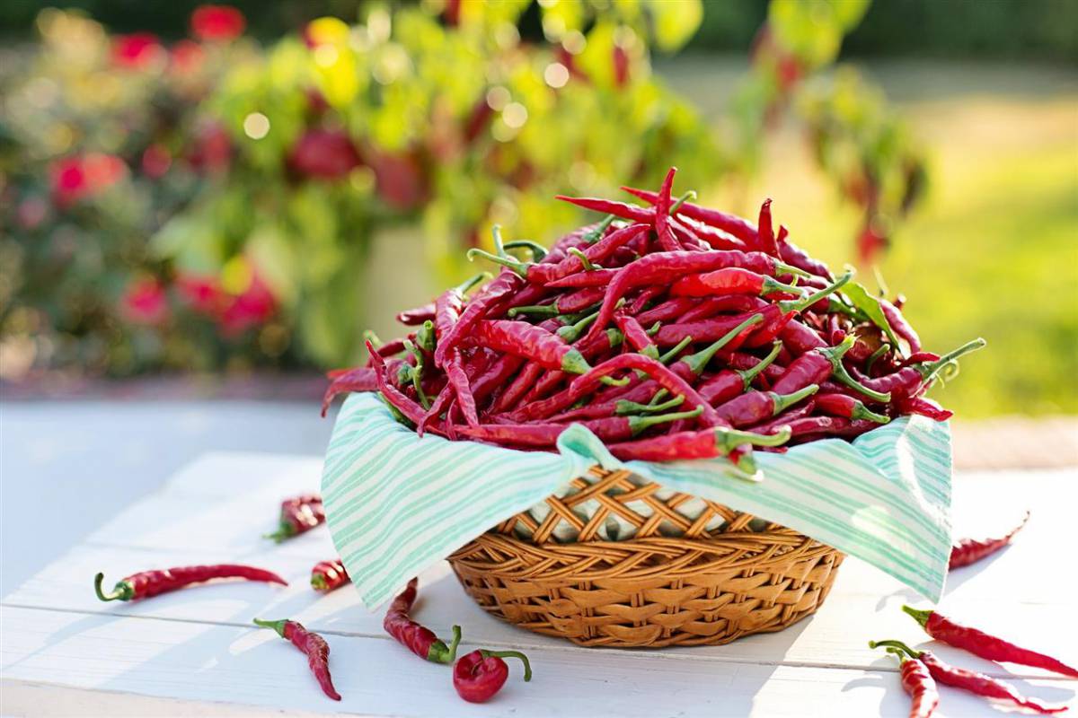 Il peperoncino fa dimagrire: ecco la verità article-post