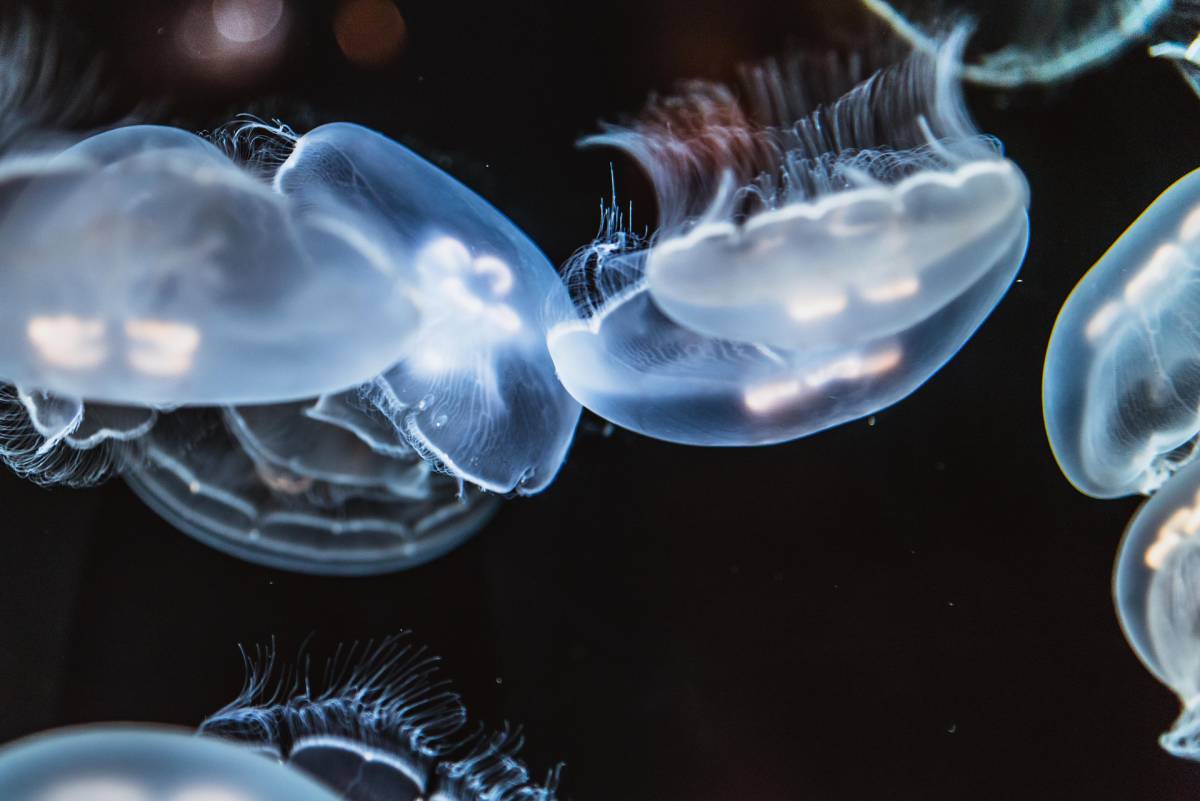 Meduse e veleno urticante: cosa sono, come pungono, rimedi e le più velenose article-post