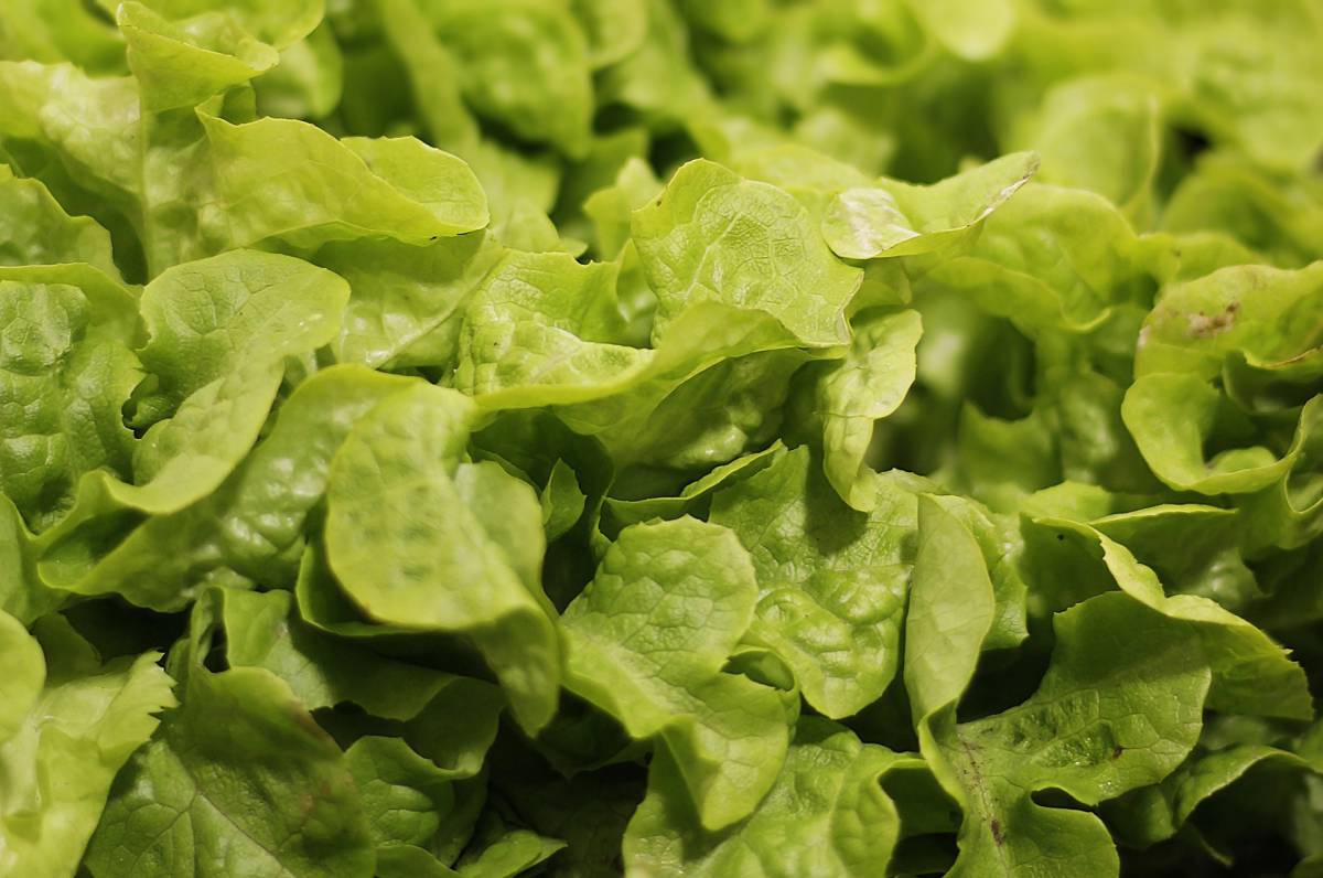 Come conservare l’insalata lavata in frigo: consigli e suggerimenti article-post
