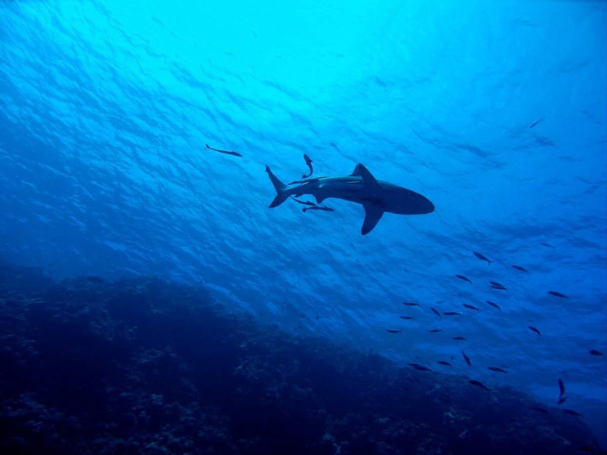 Squalo bianco uccide un surfista in Australia article-post