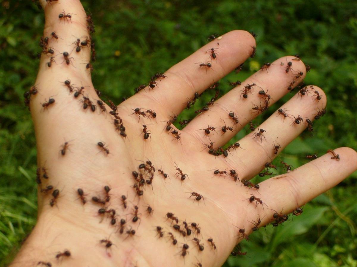 I trucchi per eliminare formiche, mosche e scarafaggi dalla propria casa article-post
