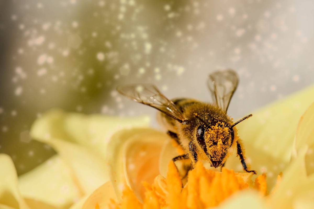 Puntura d’ape: 6 rimedi naturali article-post