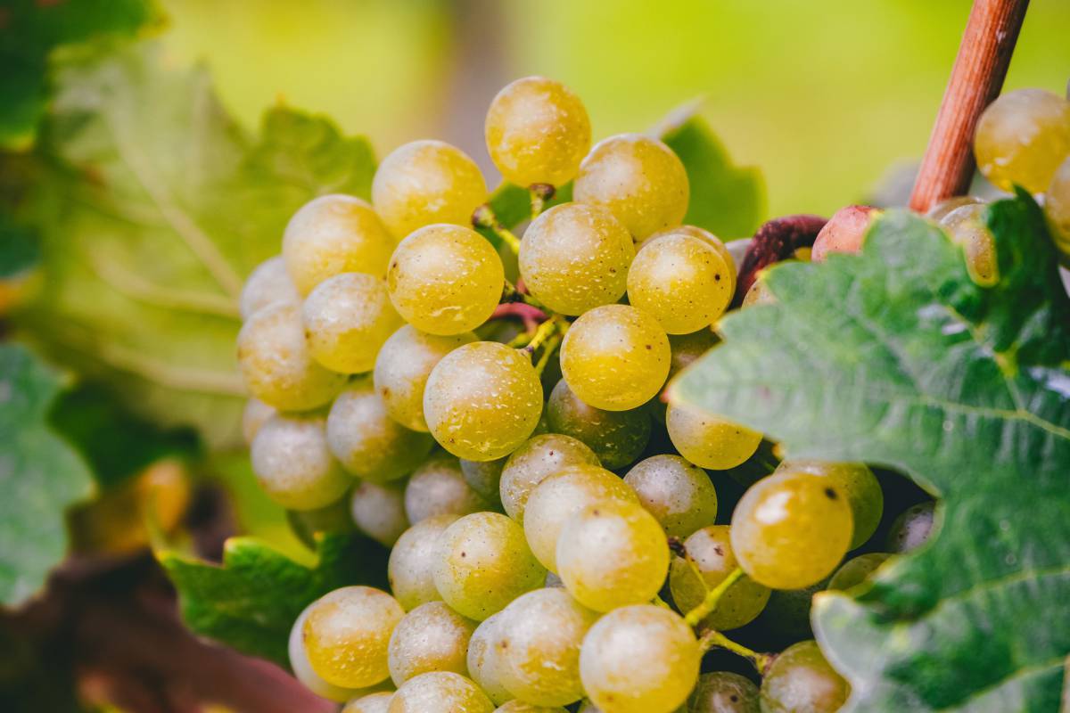 Ecco perchè non bisogna mangiare uva di sera article-post
