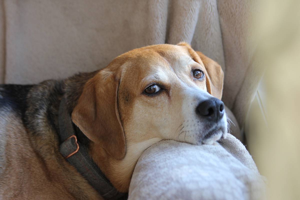 Ecco perchè anche il tuo cane potrebbe essere stressato article-post