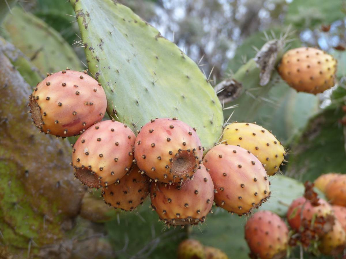 Fichi d’India: caratteristiche, poche calorie e quando non vanno mangiati article-post
