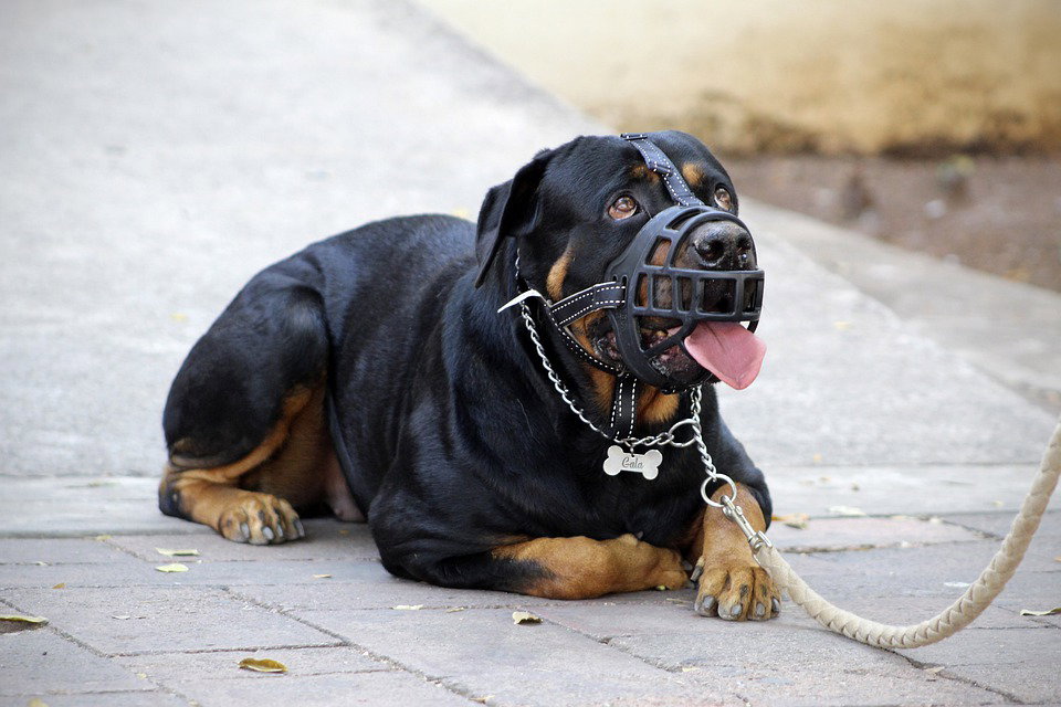 Cani e gatti in Treno: regole e costi article-post