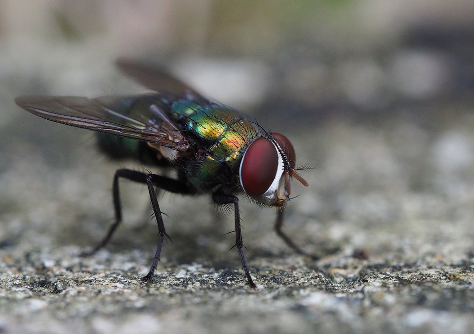Per inseguire una mosca fa esplodere casa, uomo finito in ospedale article-post