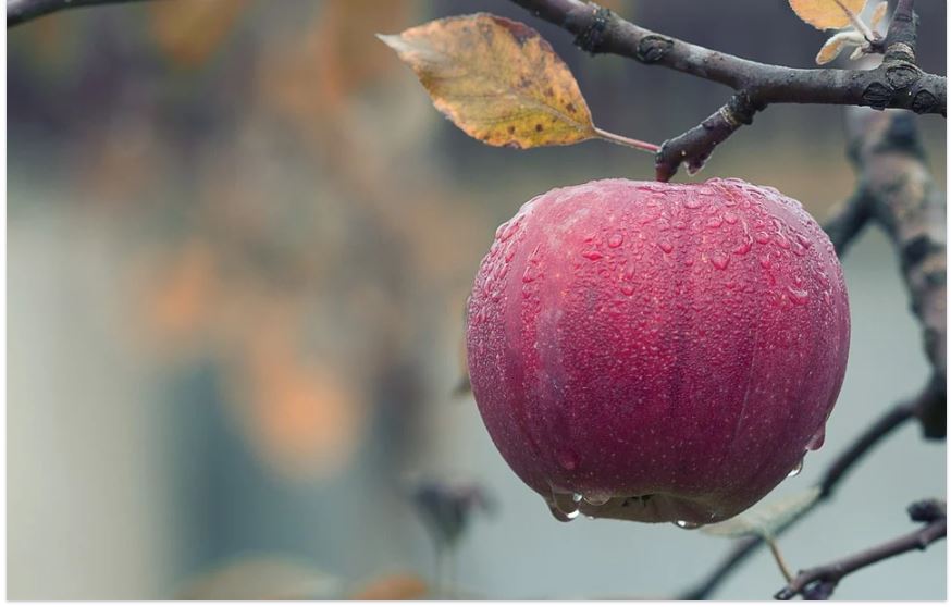 Frutta e verdura autunnale: sfrutta questi ingredienti per tornare in forma article-post