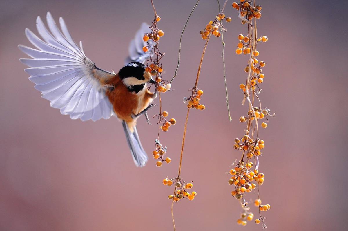 Gli effetti del lockdown sulla fauna: più rospi e rondoni article-post