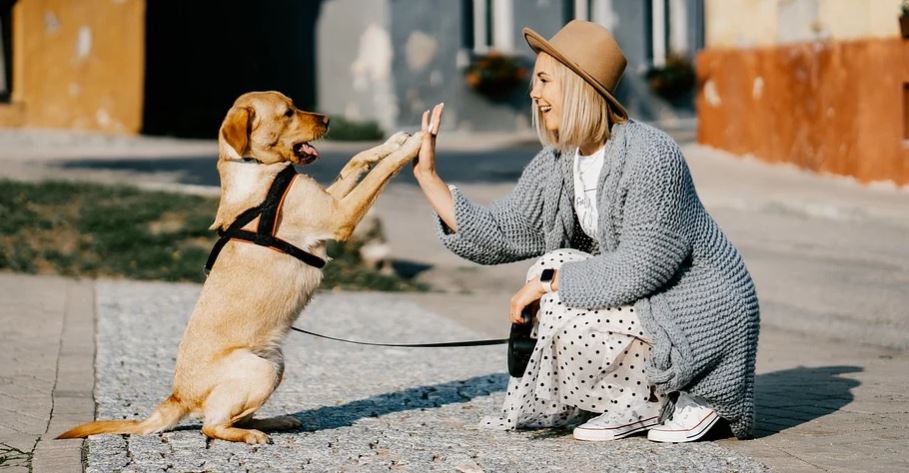 Petco bandisce i collari elettrici per cani e lancia un corso online di Positive Reinforcement Training article-post