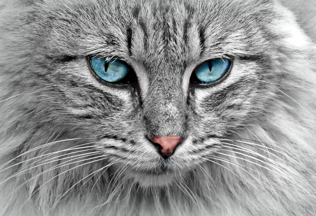 Un nuovo studio: spiega come “parlare” con un gatto con il battito delle palpebre article-post