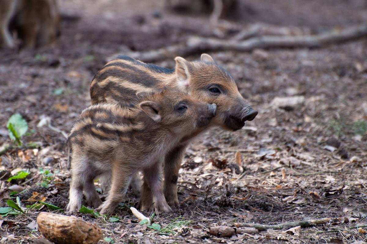 Roma, uccisi nel parco mamma cinghiale e i suoi sei cuccioli article-post