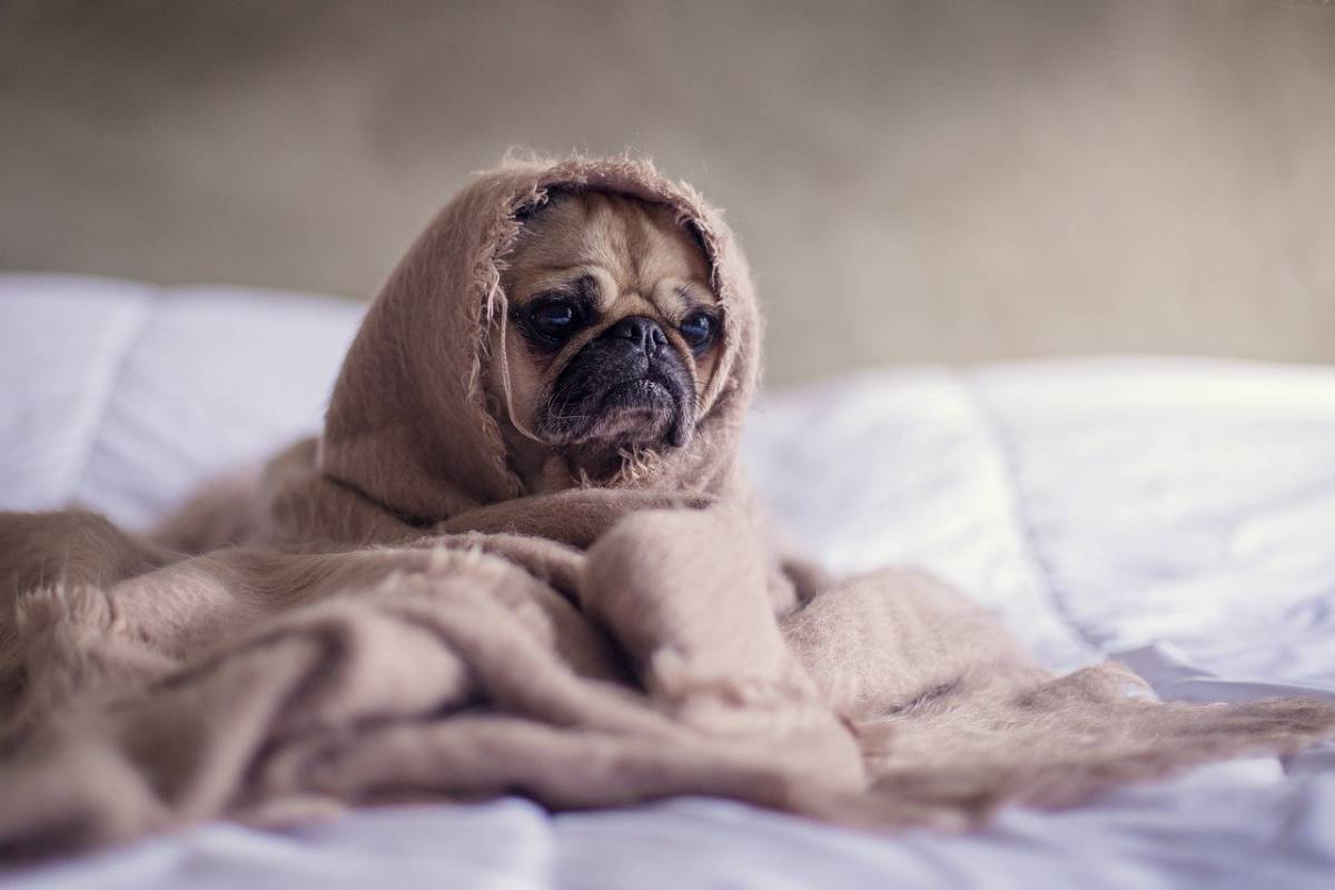 Come allungare la vita dei nostri animali domestici article-post