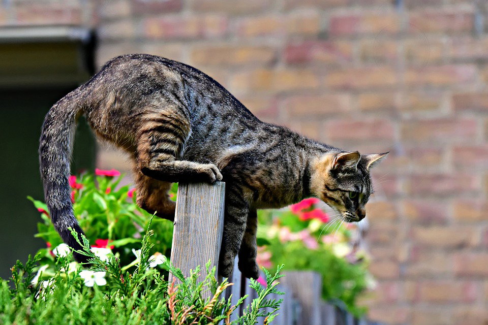Come allontanare i gatti randagi senza maltrattarli? article-post