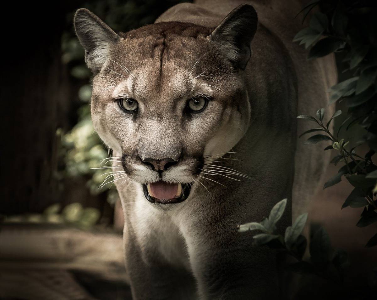 Incontrare un puma e salvarsi la vita: succede in questo video article-post