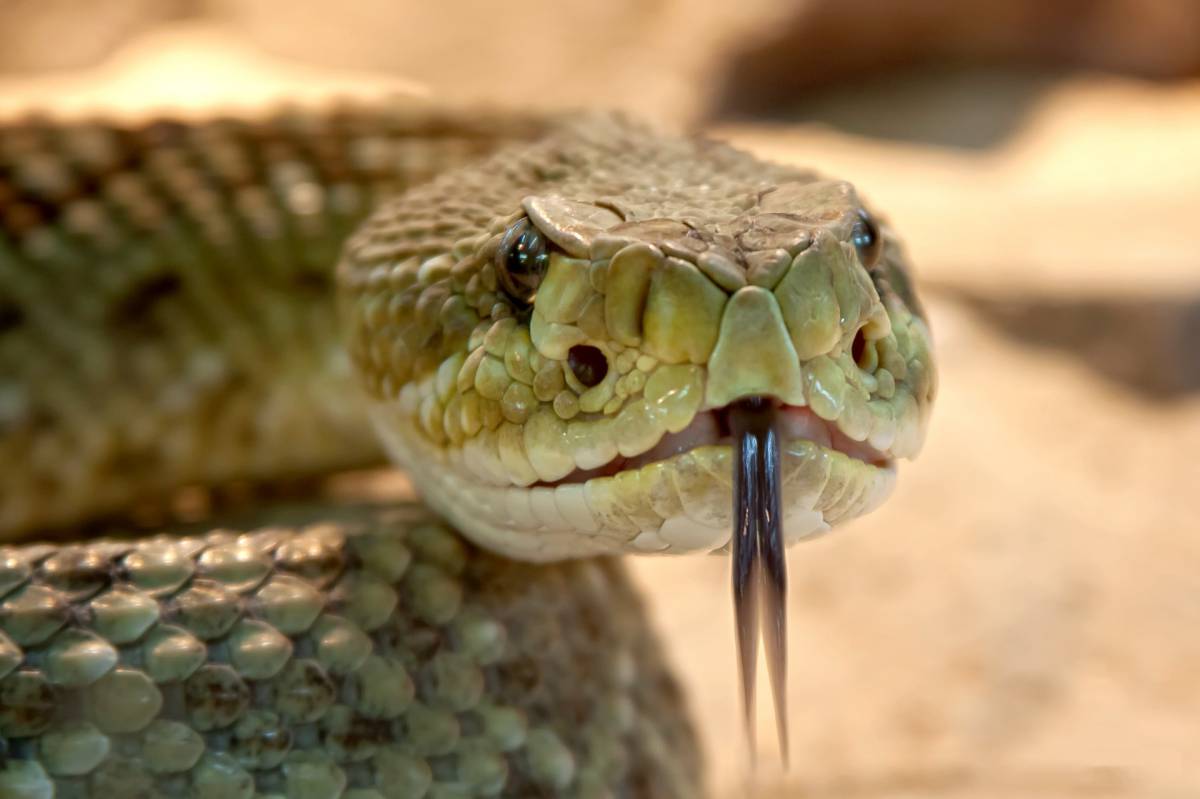 Come gli scienziati usano i serpenti per misurare le radiazioni article-post