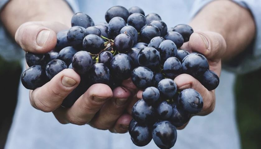 Ricette salate con l’uva: dall’antipasto al primo per concludere con il secondo article-post