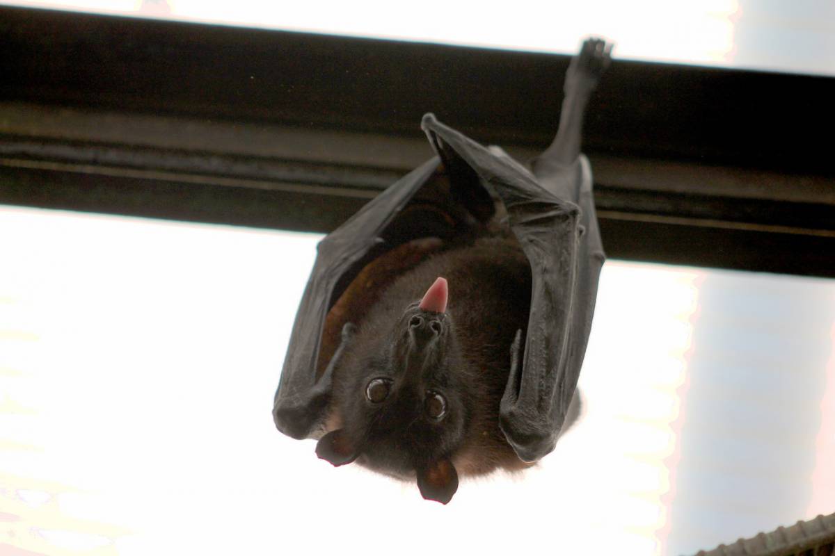 Cosa possiamo imparare sul Covid-19 dai pipistrelli article-post