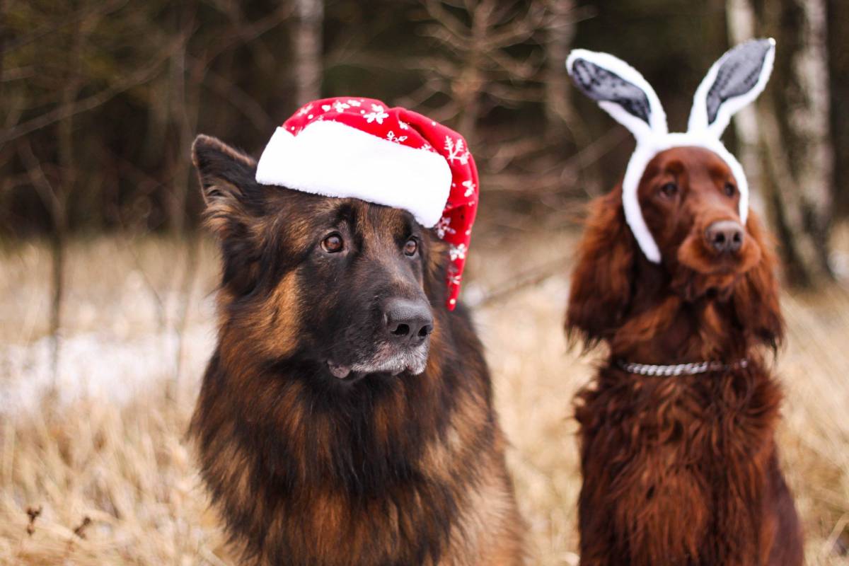 Botti di Capodanno e animali: come proteggerli article-post