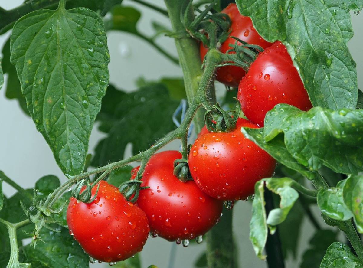 Il pomodoro come medicina contro il Parkinson article-post
