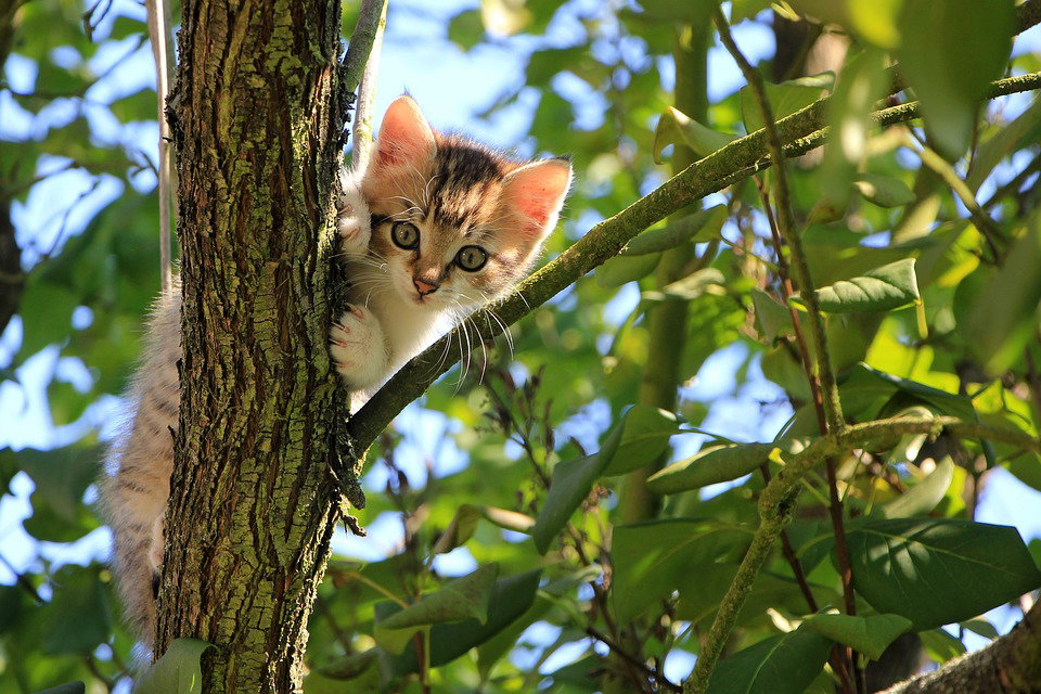 Quando i gatti cacciano troppa fauna selvatica, dal problema alla soluzione article-post