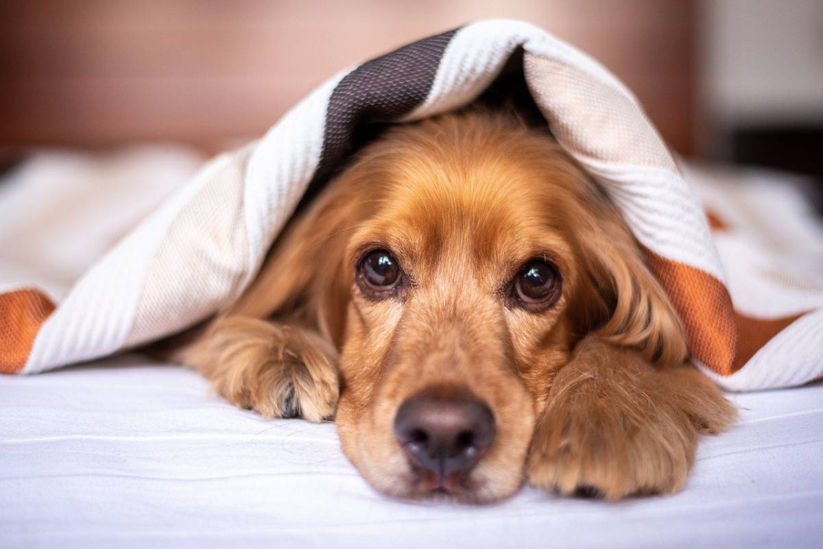 Invecchiamento dei cani: il collegamento genetico con gli umani article-post