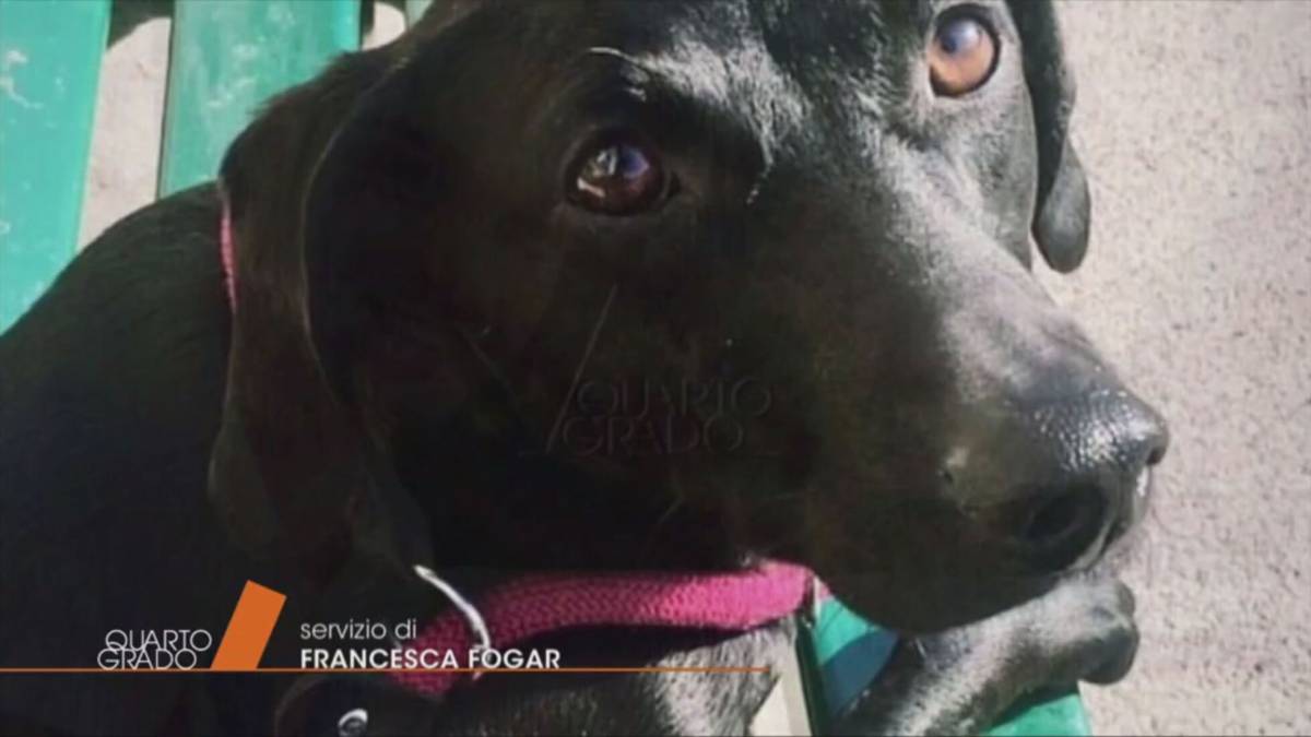 Benno Neumair: il litigio sul cane e subito dopo l’omicidio article-post