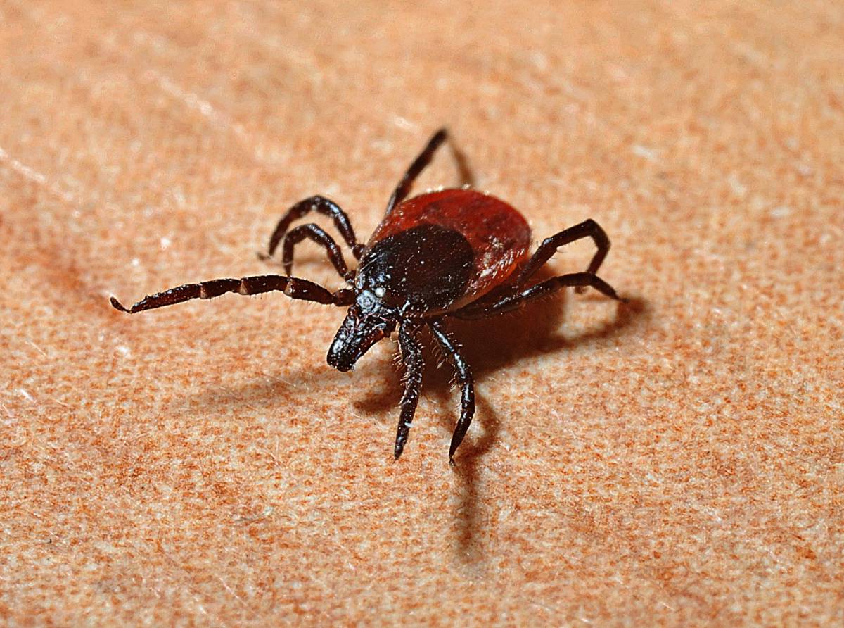La malattia trasmessa dal morso delle zecche: cura e sintomi article-post
