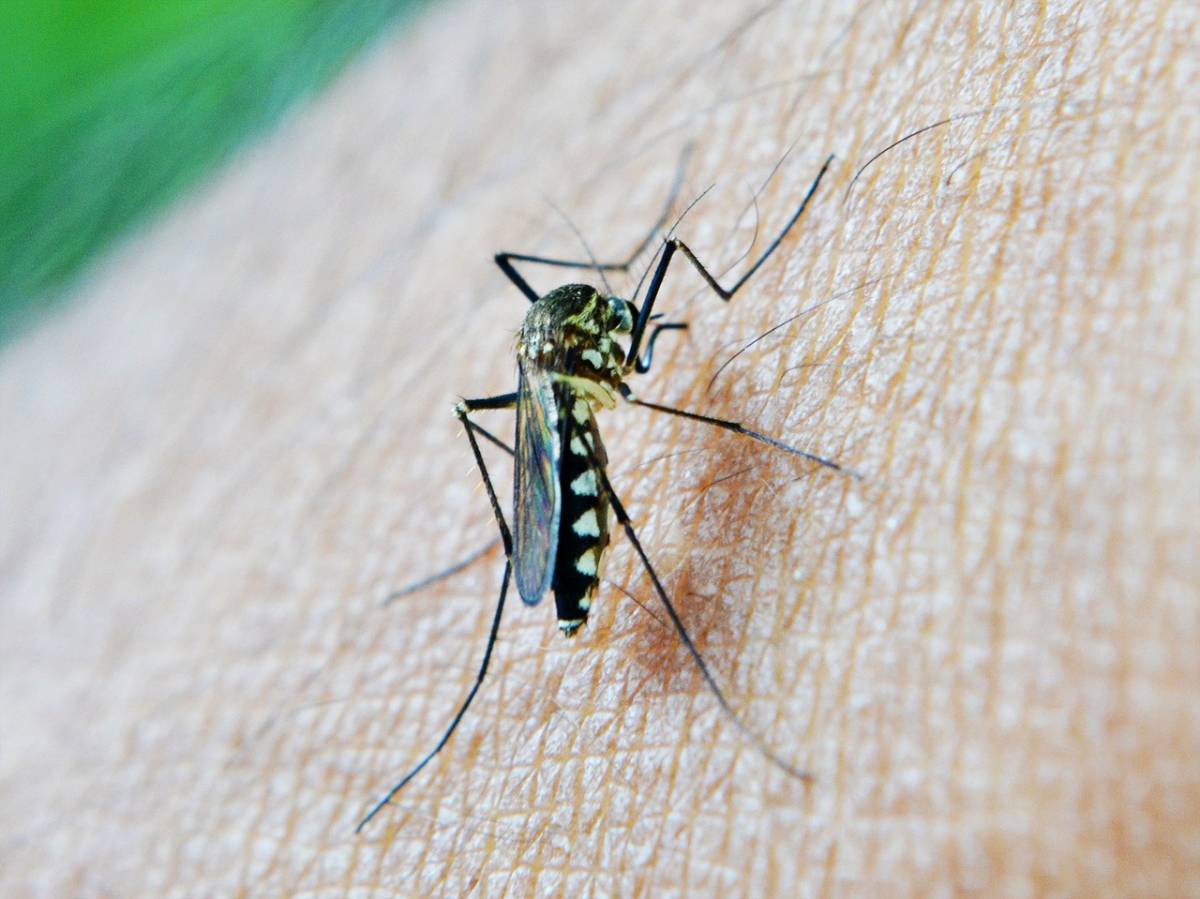 Come lo studio del DNA può aiutare a curare anche la malaria article-post
