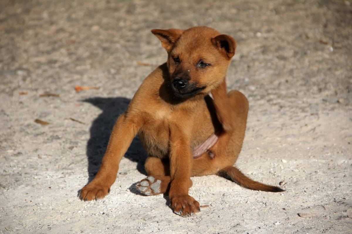 Tutto quello che c’è da sapere sulle pulci nei cani e imparare a combatterle article-post