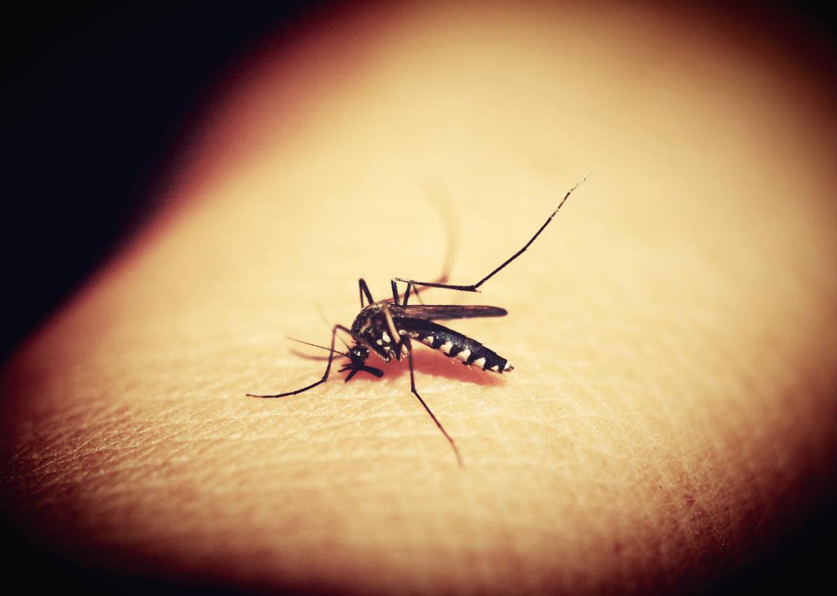 Malaria, al vaglio un nuovo vaccino con più efficacia article-post