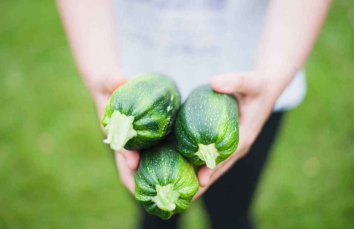 Zucchine: effetti e benefici e curiosità di un ortaggio evergreen article-post