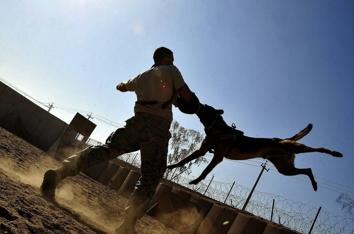 Ventenne aggredita e uccisa da un branco di cani article-post