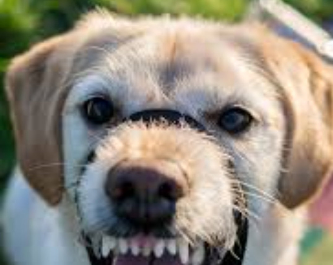 89enne muore sbranata da due cani in un cortile article-post