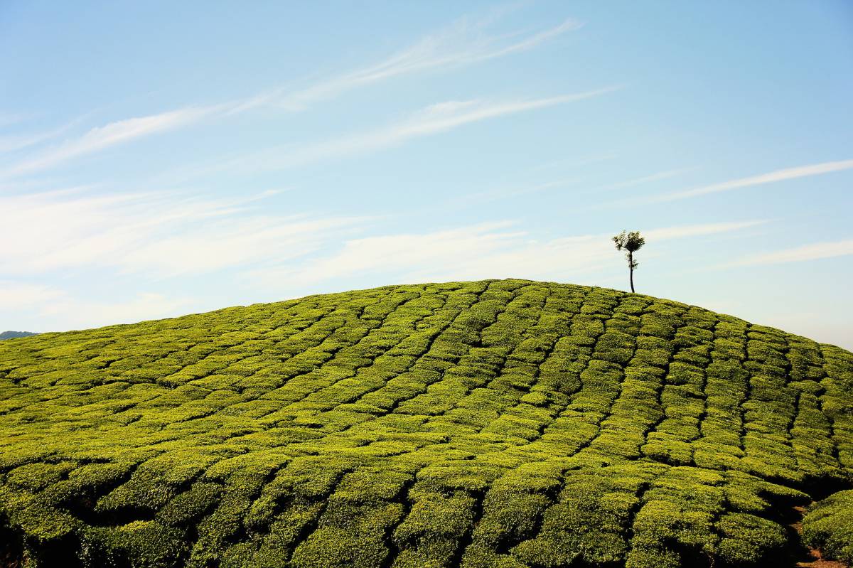 Cupper Teas, il brand in prima linea nel settore delle bevande biologiche article-post