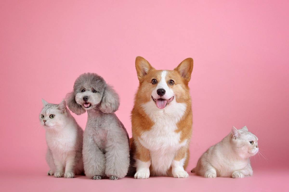 Gli angeli di Kiev: i custodi degli animali domestici abbandonati article-post