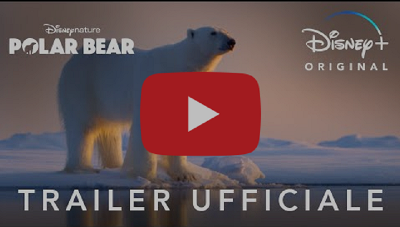 Disney+ Polar Bear – Disponibile in Esclusiva dal 22 aprile article-post