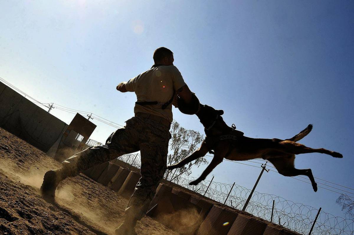Picchiata a sangue a Rimini: cane le salva la vita article-post