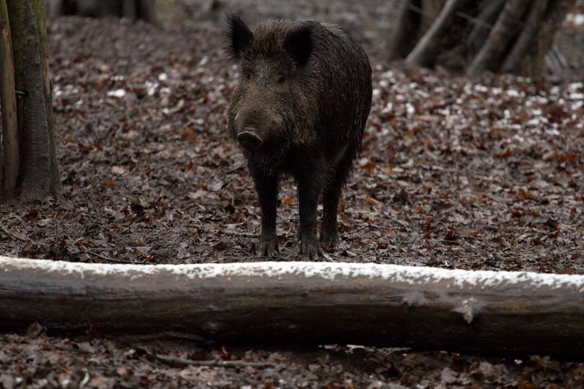 Morto 17enne nel casertano: scontro con cinghiale article-post