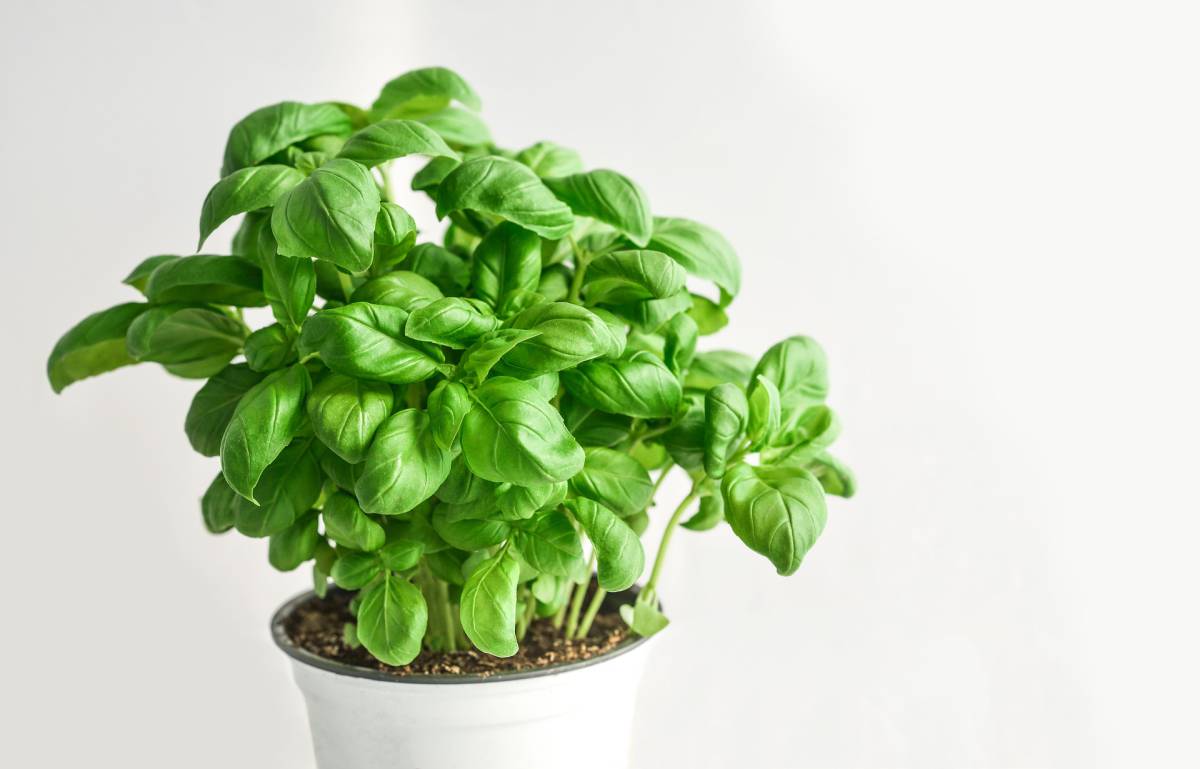 Guarda cosa puoi fare con le foglie di basilico article-post