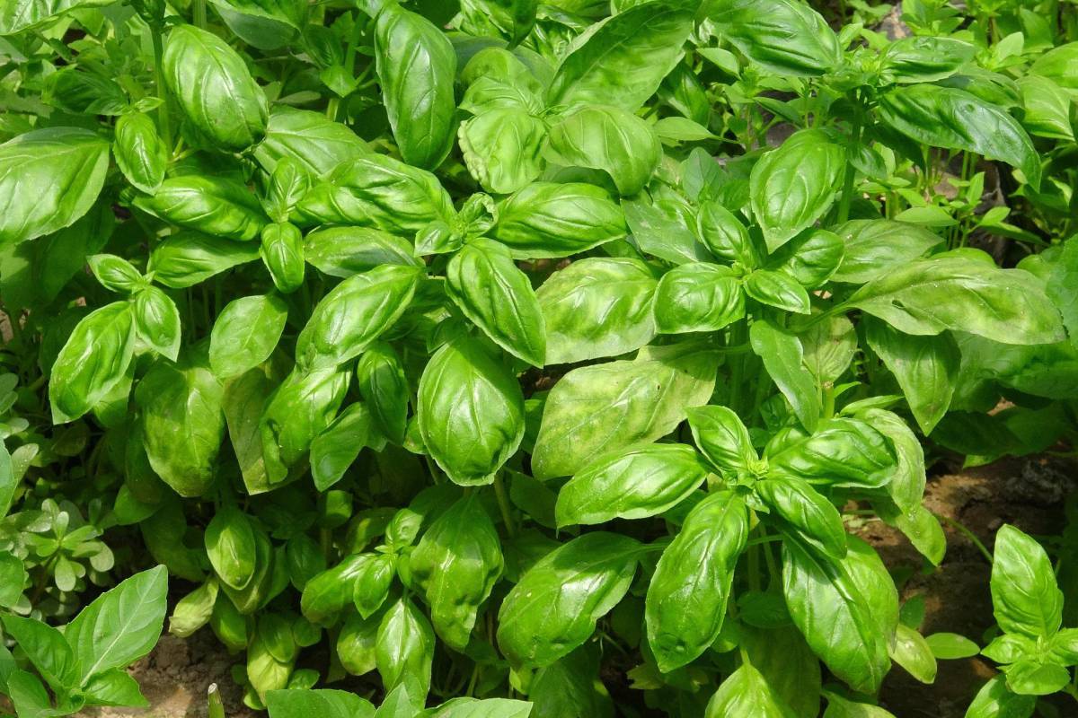 Basilico verde e rigoglioso, usa questo trucco per annaffiarlo article-post