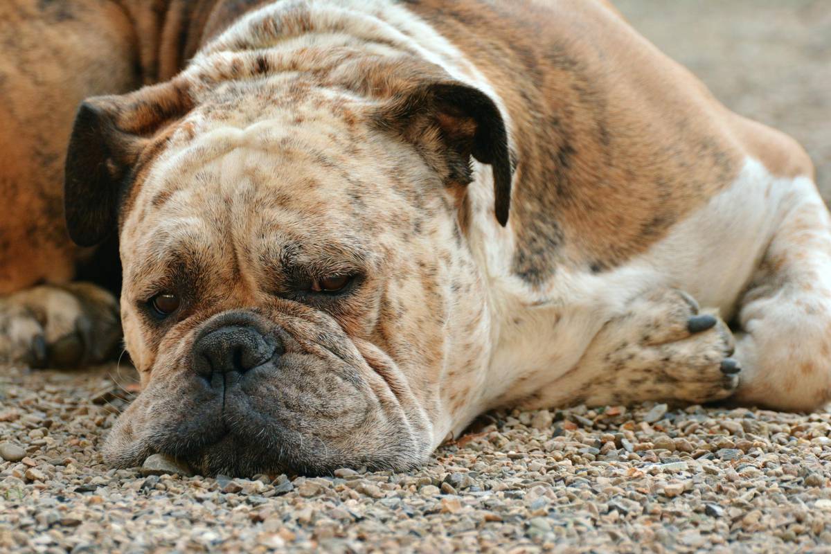 Legnago, lascia il cane in auto: l’animale muore per il caldo article-post