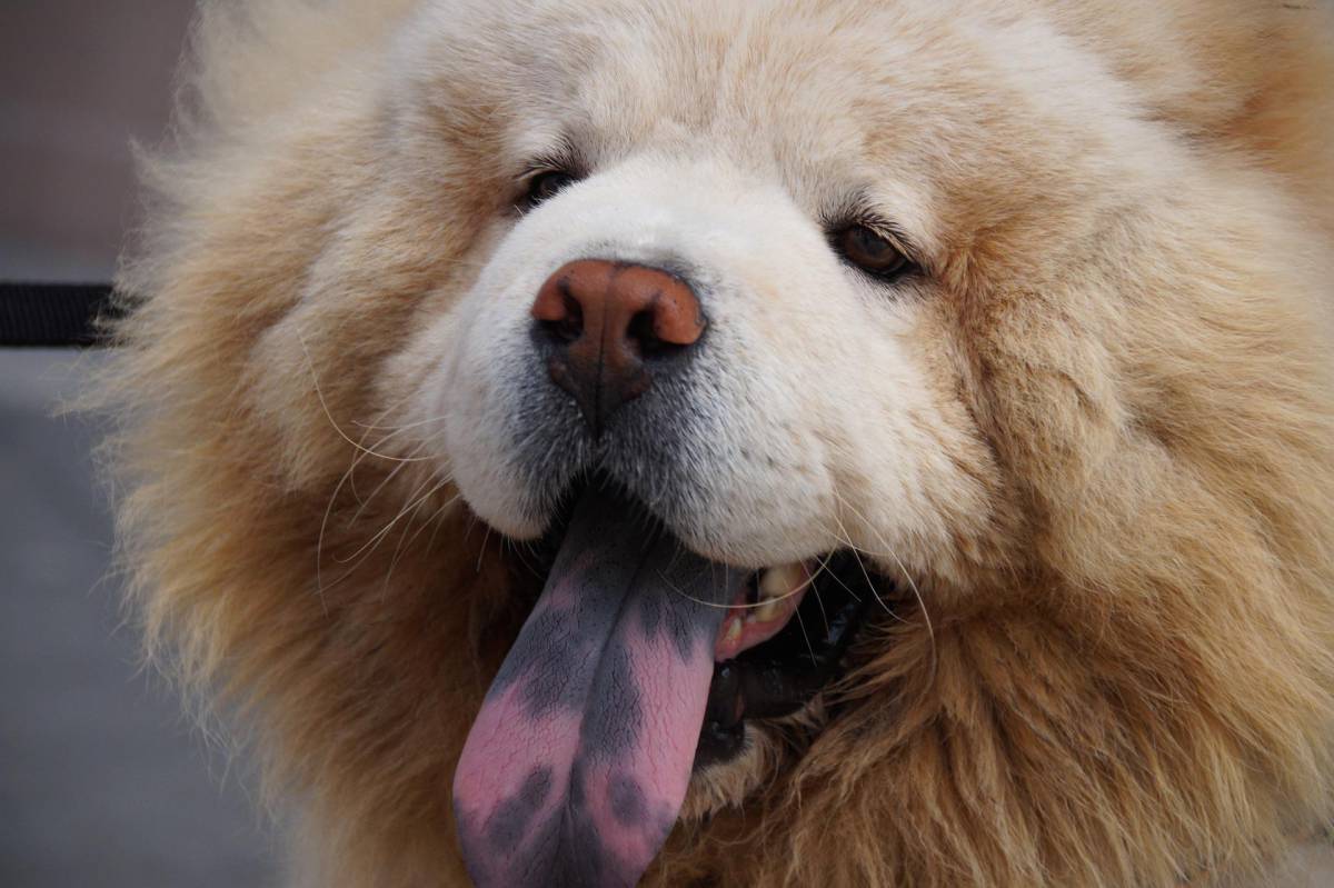 Picchia il suo cane ma viene azzannato: 35enne in gravi condizioni article-post