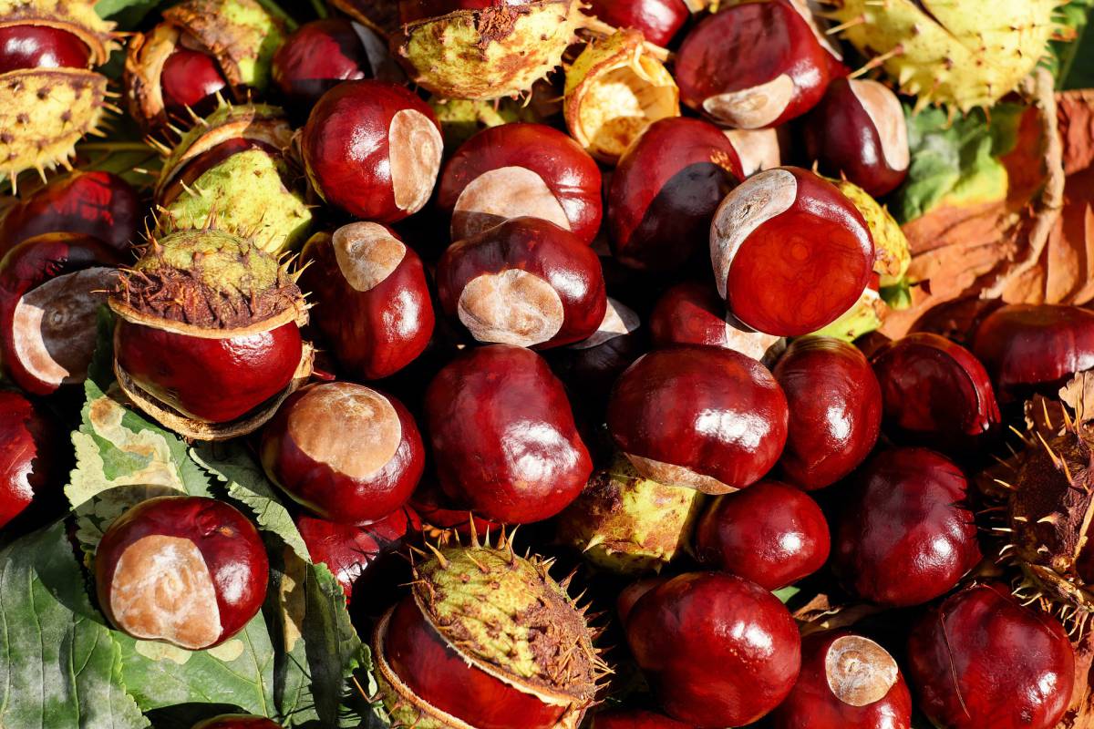 Castagne matte, cosa sono, come riconoscerle e perchè sono tossiche article-post