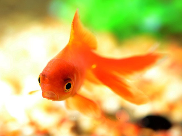 Pesce rosso: come prendersene cura, alimentazione sana e spazi giusti article-post