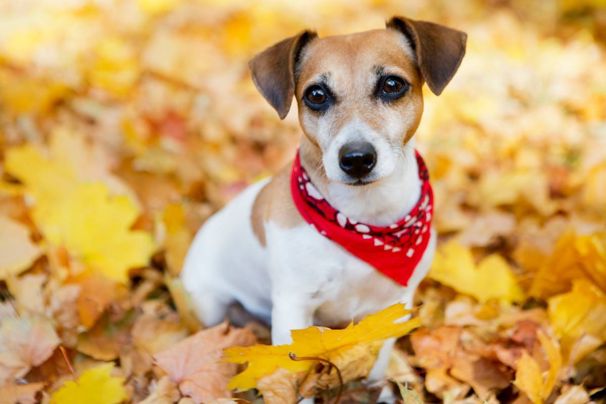 I cani di piccola taglia, tanta tenerezza ma anche tanta attenzione article-post