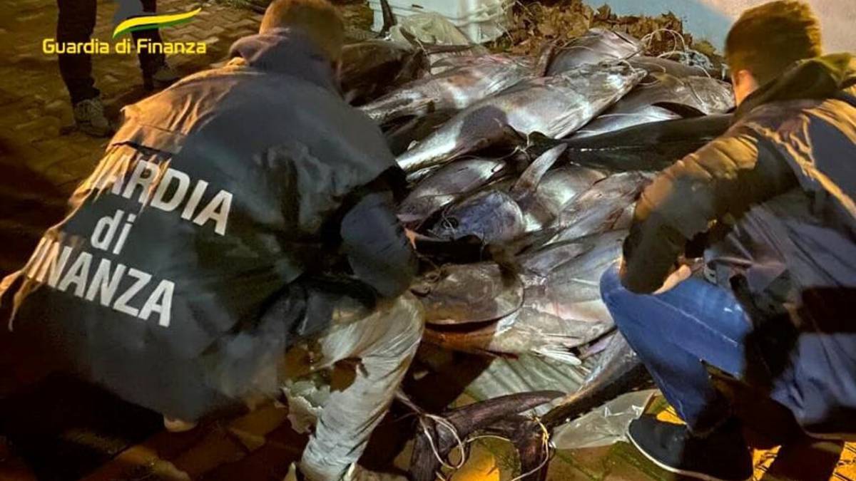 Pescara, maxi sequestro di tonni rossi article-post